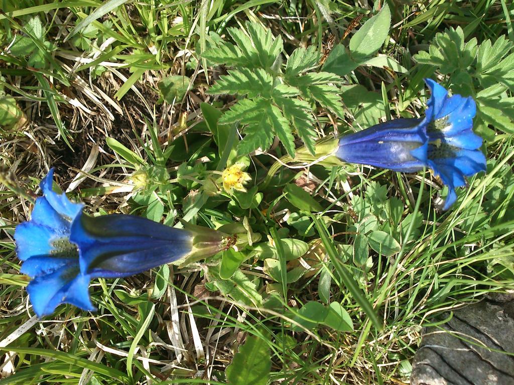 B&B La Genzianella Perarolo di Cadore Екстер'єр фото